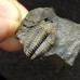Lobocephalina emmrichi